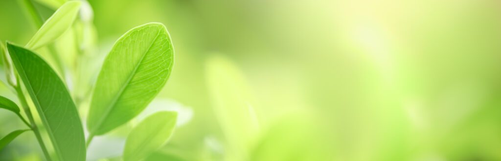 Ogród zrównoważony ekologicznie - jak zacząć?